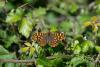 185742 – Photo : Nenex Argazkia – France (64)